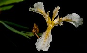 Iris hartwegii - Hartwig's Iris 3754